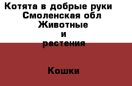Котята в добрые руки. - Смоленская обл. Животные и растения » Кошки   . Смоленская обл.